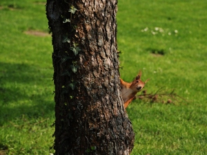 Eichhörnchen späht um den Baum