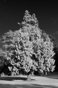 Baum in (Pseudo-)Infrarot bearbeitet